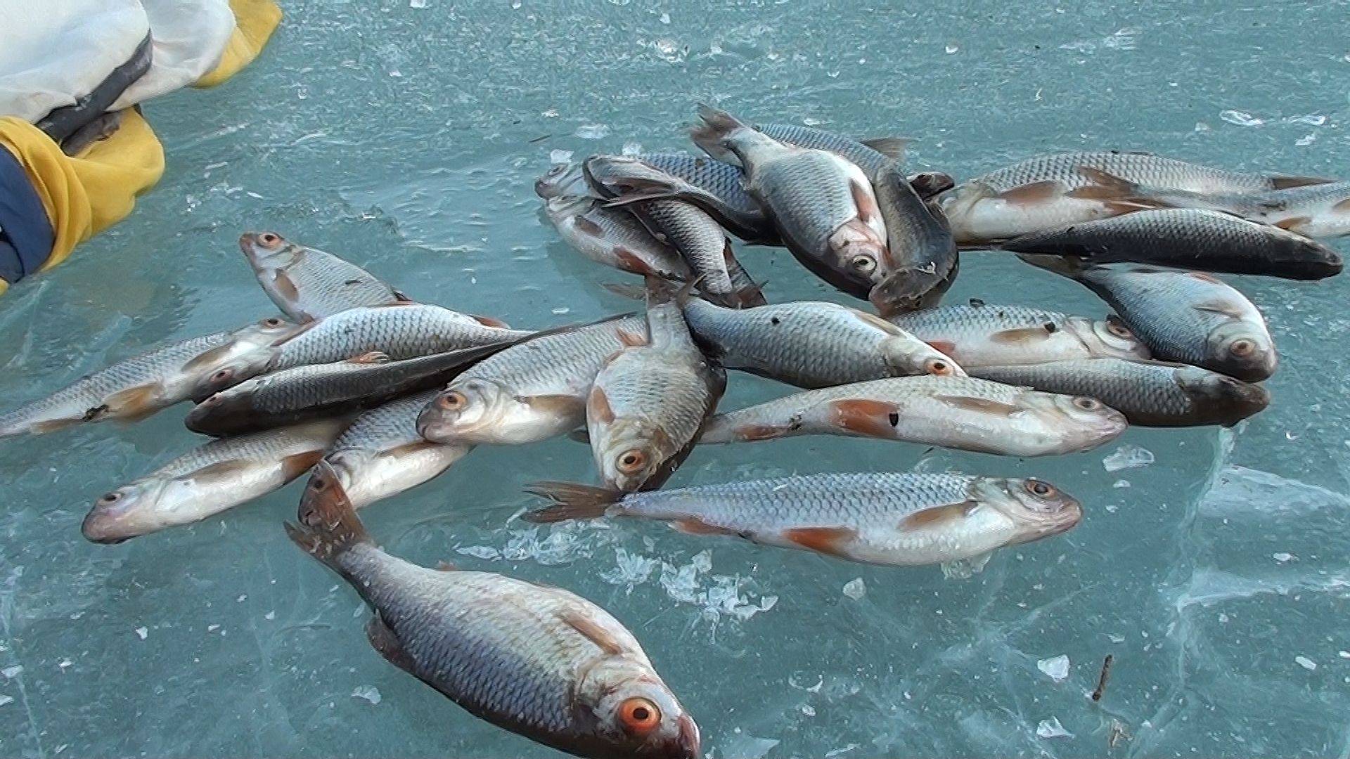 Рыбалка на плотву при свечах