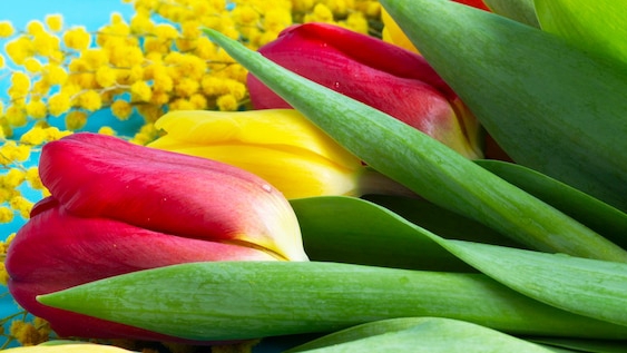 Подарок за "Первоцветы" смотреть онлайн