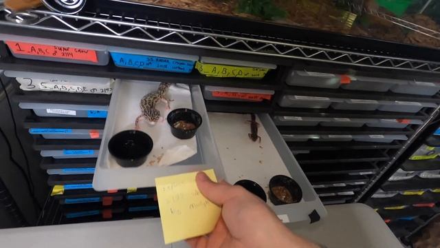 Leopard Gecko Collection PART 2 (Every Breeder) смотреть онлайн