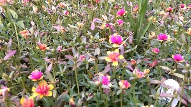 HOT!!! Bungaku Moss rose & krokot Jambul Koleksi lengkap 80 plus смотреть онлайн