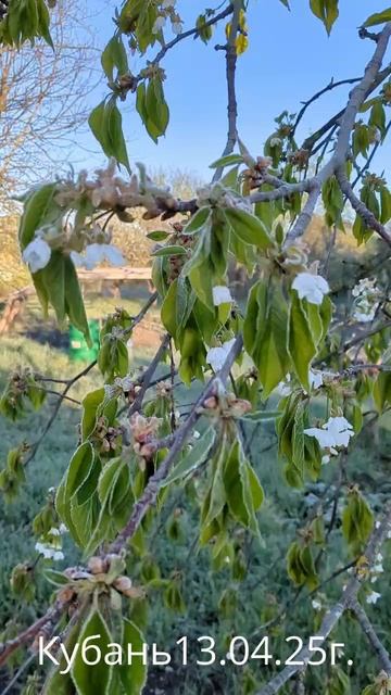 Весна всё убила смотреть онлайн