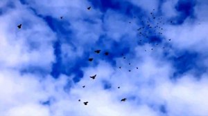 Голуби. Полёты голубей - Футаж для видеомонтажа бесплатно в Full HD(1080p) качестве