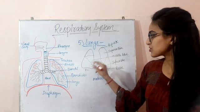 Respiratory system / Organs and their functions/ Mechanism (Internal & External Respiration) смотреть онлайн