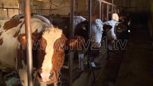 Raushiqi fshat fermerësh e bujqish të dalluar - 24.10.2019 смотреть онлайн