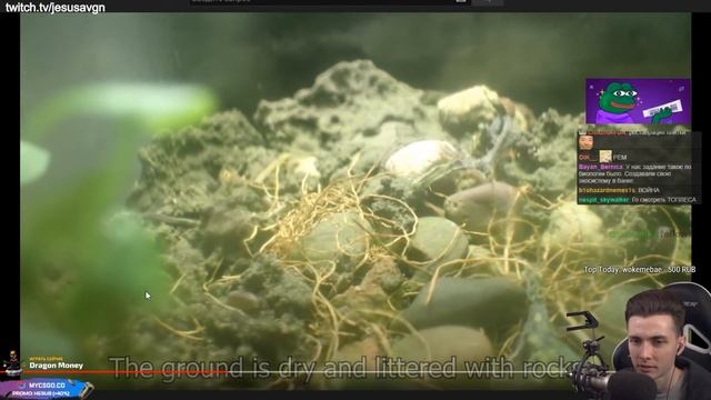 ХЕСУС СМОТРИТ: 12 Year Old Terrarium - Life Inside a closed jar, Over a decade in isolation смотреть онлайн