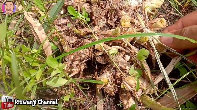 Sulit Berkembang! Jika Setelah pemanenan Masih Dibiarkan Seperti Ini | Begini Solusinya!!! смотреть онлайн
