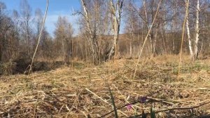 Рябчики на Алтае