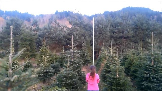 2013 Harveys Harvest Turkish Fir back field II смотреть онлайн