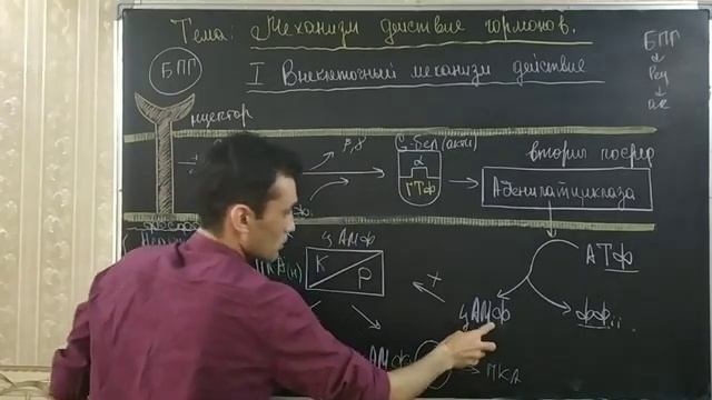 ЭНДОКРИННАЯ СИСТЕМА.. МЕХАНИЗМ ДЕЙСТВИЯ ГОРМОНОВ смотреть онлайн