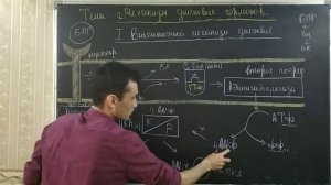 ЭНДОКРИННАЯ СИСТЕМА.. МЕХАНИЗМ ДЕЙСТВИЯ ГОРМОНОВ