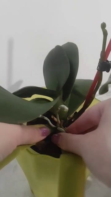 Удаляем нижний сухой желтый лист у здоровой орхидеи!!! смотреть онлайн