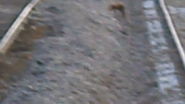 ворона и лиса смотреть онлайн