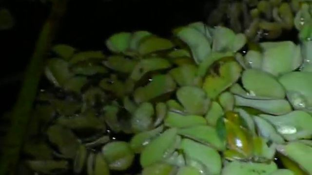 Sphaenorhynchus caramaschii - Vocalização de Anuncio - Guapiara - SP смотреть онлайн