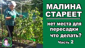 Малина нуждается в омоложении а нового места нет Что делать Часть 2