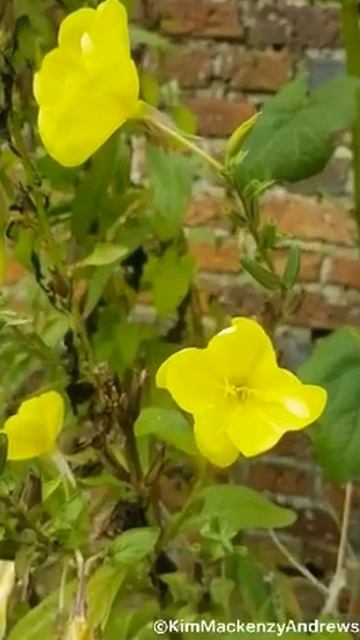 Last of the evening primroses смотреть онлайн