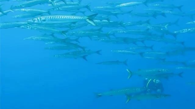 BARRACUDA (Sphyraena sphyraena) смотреть онлайн