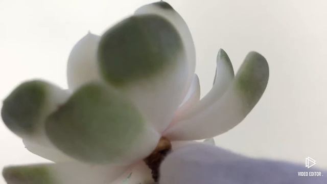 Echeveria Tainyberger смотреть онлайн