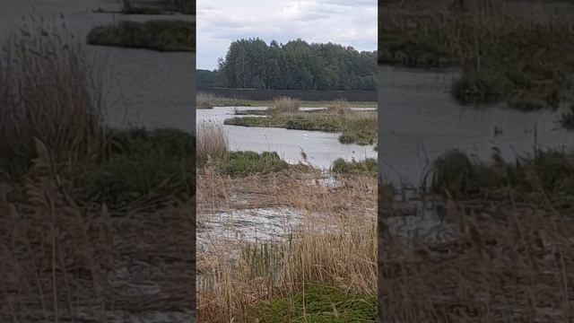 Не стреляйте в белых лебедей.. так поёт в своей песни Шуфутинский #матушказемля #farming #аграрии смотреть онлайн