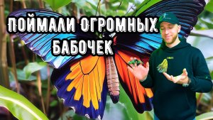 ПОЙМАЛИ ОГРОМНЫХ БАБОЧЕК