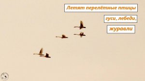 Стаи перелётных птиц в небе. Летят гуси-лебеди и журавли
