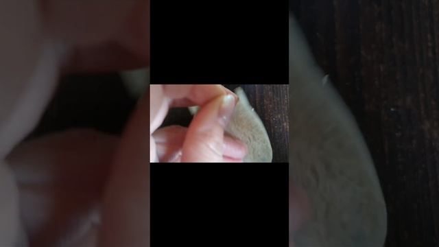 как вырастить манго из косточки смотреть онлайн