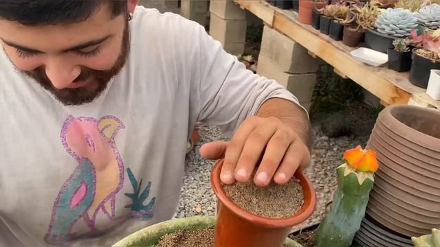 Cactus forma de estrella CACTUS EXÓTICO cómo cuidarlo y transplantarlo смотреть онлайн