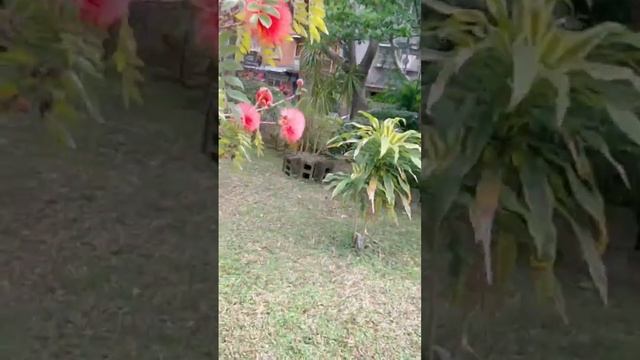 beautiful flowers and birds sounds/Taipei park #taiwan #trending #shortvideo #viral #viralvideo смотреть онлайн