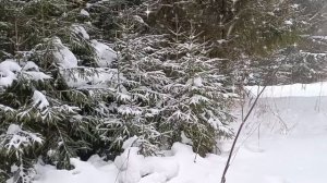 ПАМЯТИ ЮРИЯ ШАТУНОВА. ВЕЧЕР ХОЛОДНОЙ ЗИМЫ.