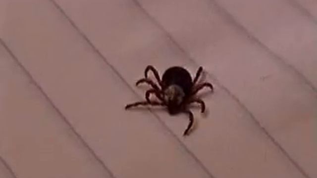 Dog Tick of Wenatchee Dermacentor variabilis смотреть онлайн