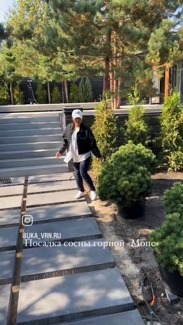 Сосна горная Мопс #ландшафтныйдизайн #растенияворонеж #ландшафтныйдизайнворонеж смотреть онлайн