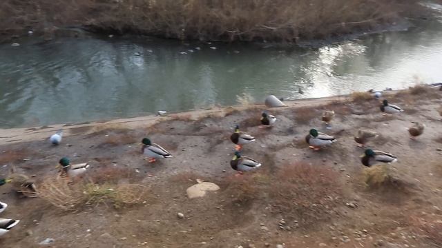 Уточки покрякивают(Кемерово)