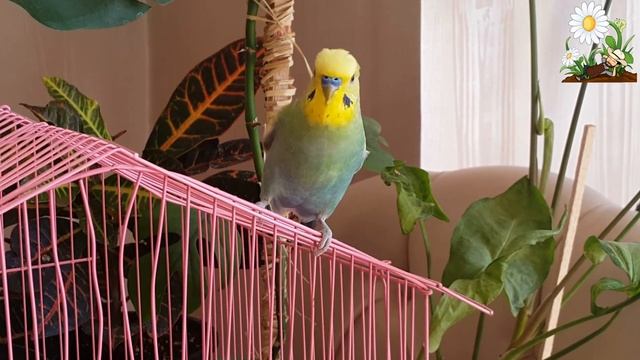 طائر البادجي يتكلم (ميكي) Budgie bird talking and dancing (Miki) смотреть онлайн