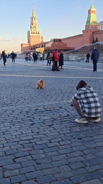 Песик позирует лучше чем твоя подруга смотреть онлайн