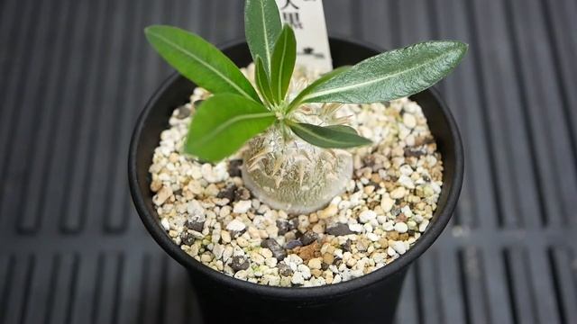 Pachypodium Ebis-Daikoku パキポディウム 恵比寿大黒 [Variety of succulent introduction] смотреть онлайн