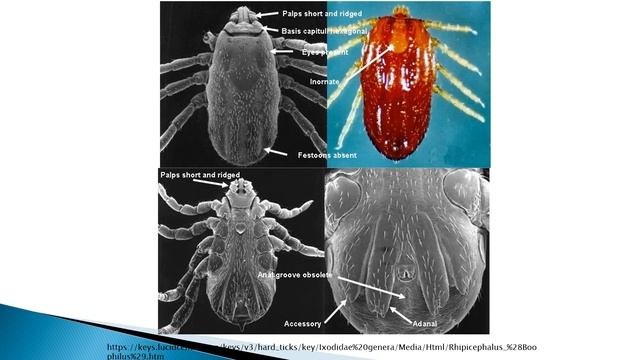Ticks Boophilus смотреть онлайн