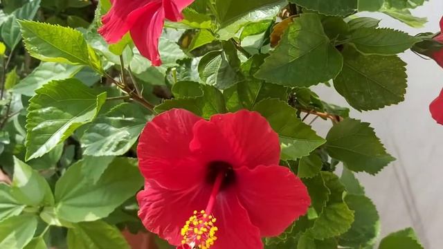 Hibiscus flowers in my garden смотреть онлайн