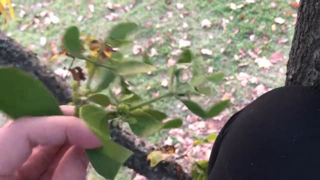 Phoradendron Leucarpum (oak Mistletoe)