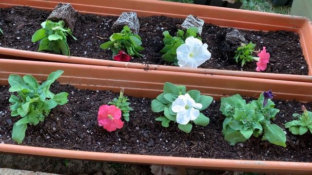 How to PLANT PETUNIA FLOWER? смотреть онлайн
