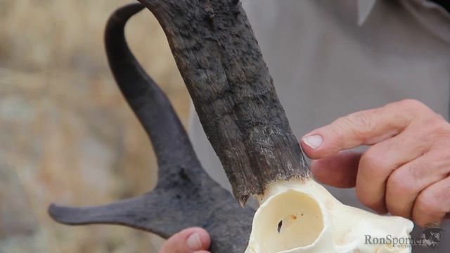 "North American Pronghorn Antelope" with Ron Spomer смотреть онлайн