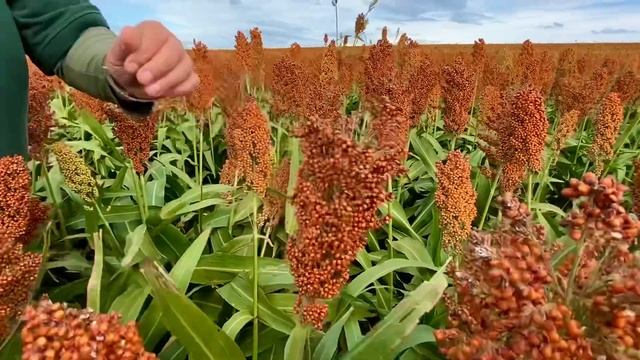Сорго Сентінел від компанії Альта Сідз смотреть онлайн