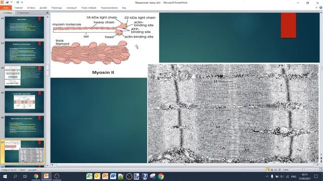 Muscle tissue. (G.Ph.Filimonova) 13.09.2021 смотреть онлайн