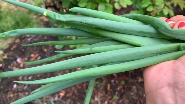 USA #nursery Vegetable and flower #plants / vankaya chikkudu Rice / pramodhi stylez telugu vlog смотреть онлайн