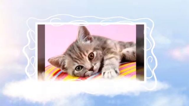 Хочу котёнка!😿😿🙀🙀 смотреть онлайн