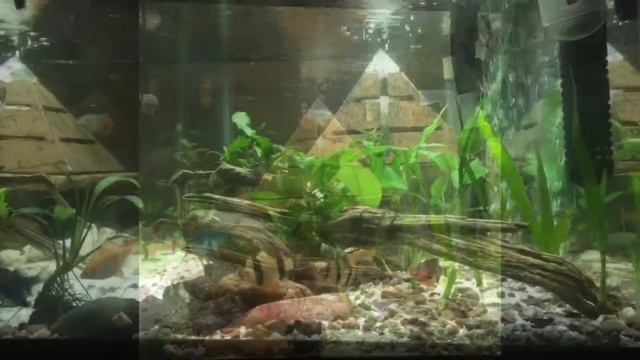 Jungle val смотреть онлайн