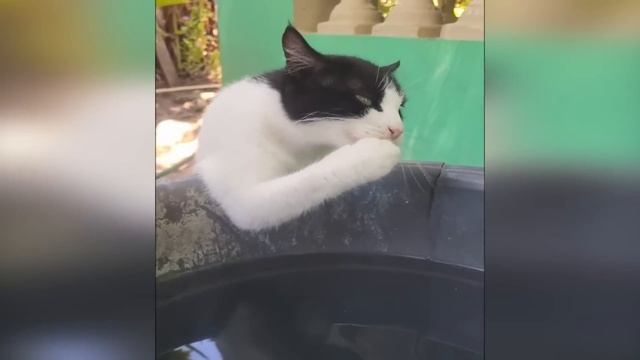 Тараканы в кошачьих головах 2025  [№1]