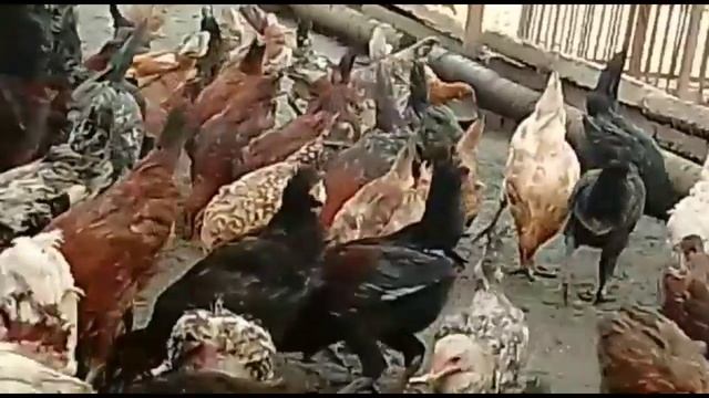 Desi Feed OR Commercial Feed is Best for Egg Laying Hen? || Desi Feed Use in Hens смотреть онлайн