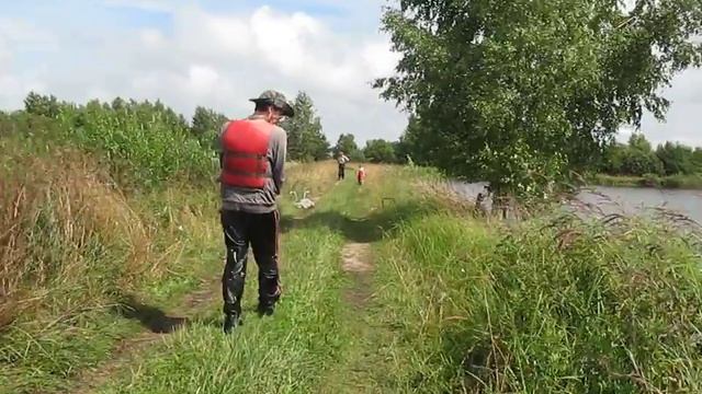 Ringing of whooper swans. Кольцевание лебедей-кликунов. (2) смотреть онлайн