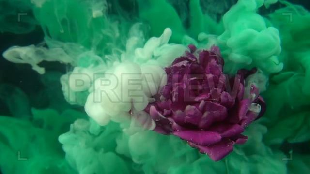 Purple Flower And Green Paint Stock Video смотреть онлайн