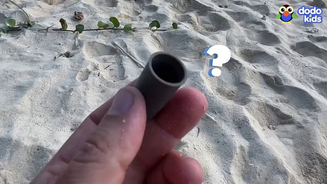 Why Are These Hermit Crabs Living In Trash? | For The Love Of The Wild | Dodo Kids смотреть онлайн
