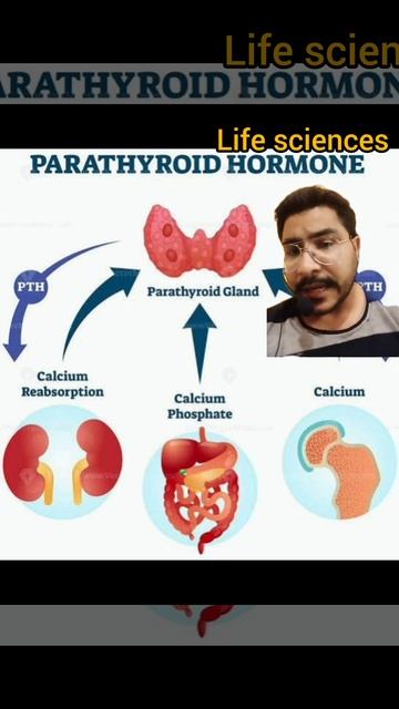 which hormone is responsible for increase bone density / Life sciences by Prashant смотреть онлайн